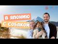 Переезд в Японию с собакой: подготовка, первые дни и жизнь в Японии. Эмиграция с питомцем! 🐶