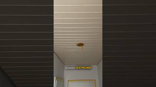 Vergilbte Holzdecke streichen ohne Schleifen?! 😳🎨So gehts !