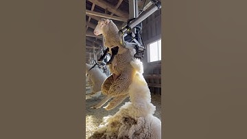 AI Farming Automation | Robotic Sheep Shearing in Action #automation #farming #ai