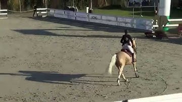 Patriot Kinsky CZEWB *2002 (Corsar /Carthago Z/ x Almhirt Tynsky) Olomouc 2013 - L**