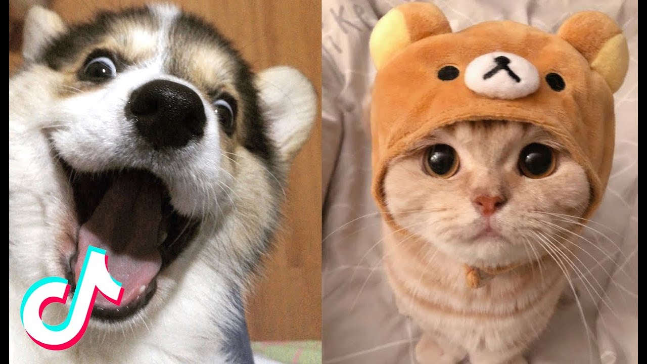 Cute Pet TikToks That Will Make Your Day Better 😍 | Try Not To AWW ...