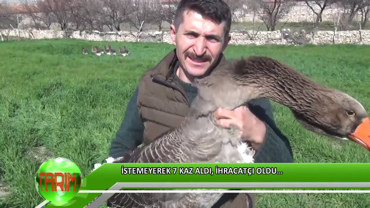 İstemeyerek 7 kaz aldı, ihracatçı oldu