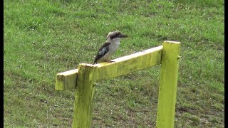 Kookaburra not sitting on an old gum tree & Green Husky by 2DogsVlogs 78 views 3 weeks ago 2 minutes, 27 seconds