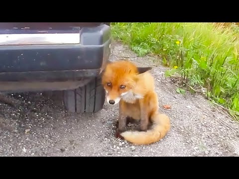 泣きながら助けを求めるキツネ 危険を顧みず車を止め 後ろについていくと 驚くべき光景が広がった 感動