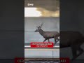 Cervo scorrazza sui binari nel Varesotto