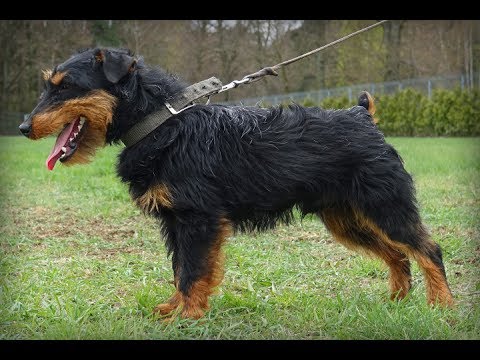Norbi - Jagdterrier Ball drive inside and outside building