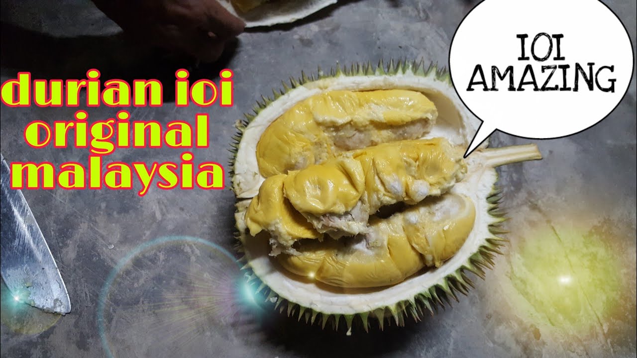 Download 62 Gambar Durian Ioi Paling Bagus HD
