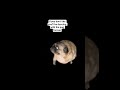 pug #pug #nobatidao
