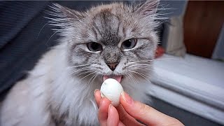 Cat ASMR | Cat Eating Eggs by Kuku's Diary 631 views 3 years ago 4 minutes, 10 seconds