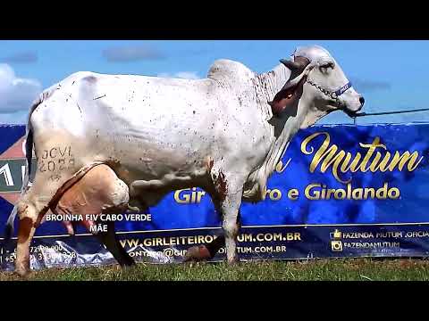 LOTE 12   Uatita MUT 4841