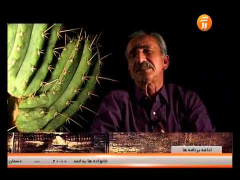 تصویری: کاکتوس های جنس Mammillaria ، برخی از گونه ها ، شرایط بازداشت - 1