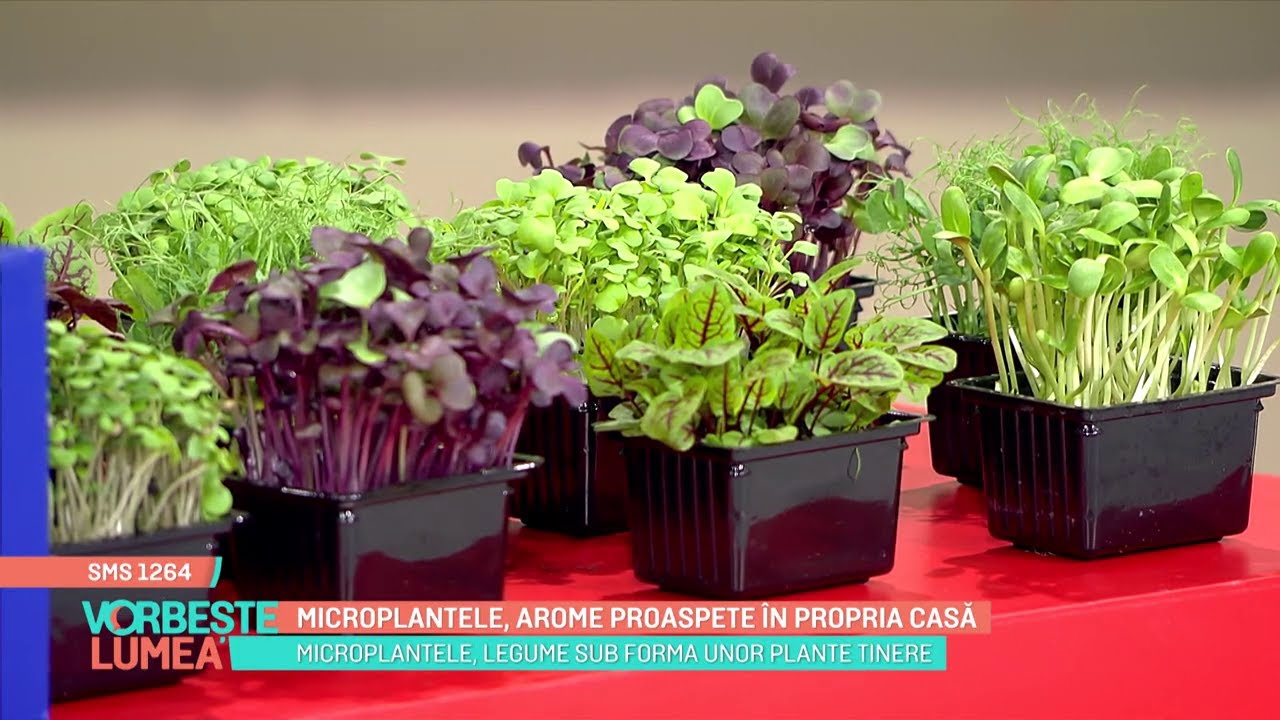 Microplantele, arome proaspete în propria casă