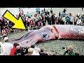 10 Самых Больших Океанических Существ, Когда Либо Пойманных в Мире