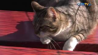 DZIEŃ KOTA W KATOWICKIM SCHRONISKU