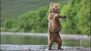 Bear dancing (can’t stop the feeling)