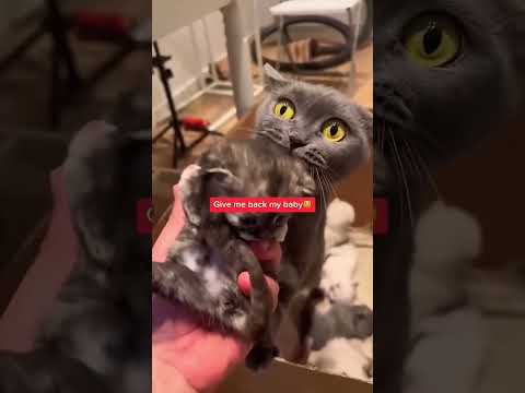 Part 13 Funny Cat ForYouPage 