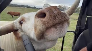 LIVE: horses and Longhorn