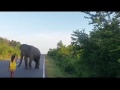 Young girl control elephant  in srilanka  battinewscom