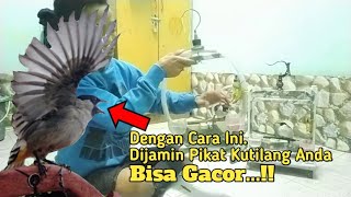 Cara Merawat Pikat Kutilang. Agar Tetap GACOR Dan Aktif Di Ranting