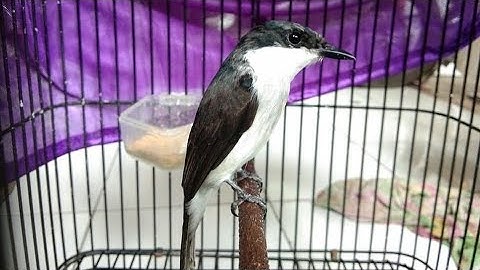 Burung JingJing Batu Trotol Gacor