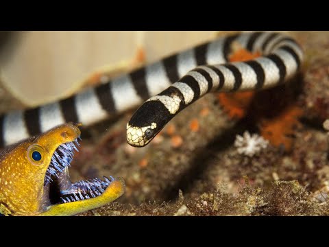 Видео: Белобрюхие змеи ядовиты?