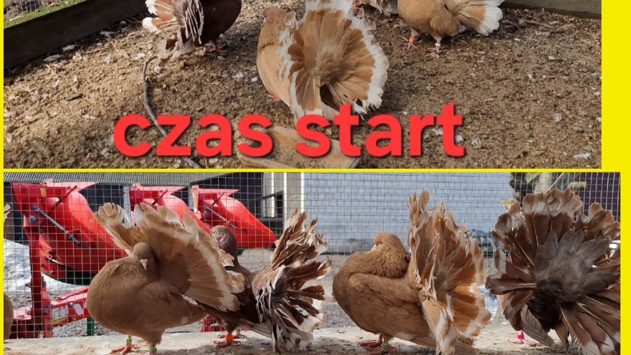 Hobby Stiuarda 142 porą na parowanie 😁😁 Pawiki na lęcie😁🥰😍