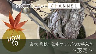 盆栽 晩秋から初冬のモミジのお手入れ〜剪定〜