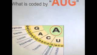 Codon wheel