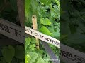 【2025年版】今が見頃！日本一の紫陽花(アジサイ)群生地「下田あじさい公園」静岡県伊豆下田