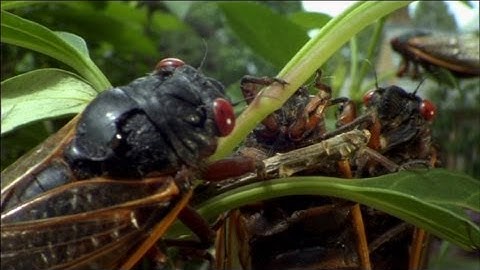 Cicada Plague - Nature