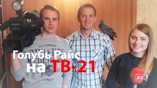 Голубь Райс на ТВ-21 Мурманск Голубь Райс на ТВ-21 Мурманск