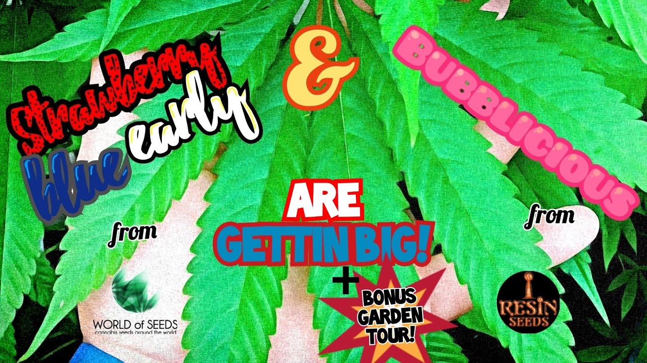 outdoor cannabis grow. Pure Michigan 2021 + bonus garden tour