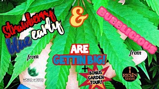 outdoor cannabis grow. Pure Michigan 2021 + bonus garden tour