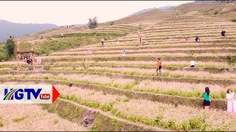 TP Hà Giang: Rực rỡ hoa tam giác mạch ở thôn Cao Bành, xã Phương Thiện