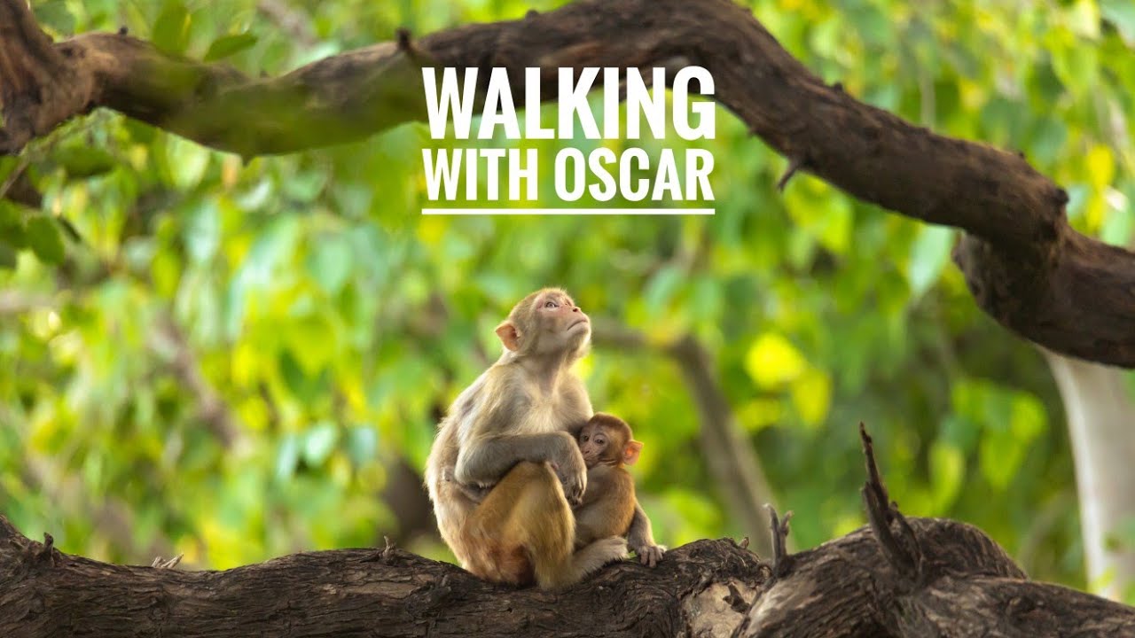 Walking With Oscar | A film by Aditya Yadav.