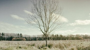 Analog Four — The Demon Who Wears Me