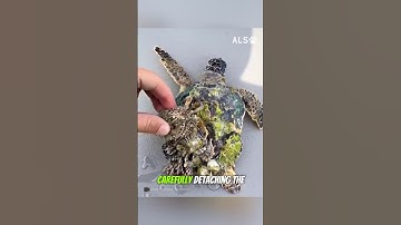 Man helped turtle clean up barnacles #shorts