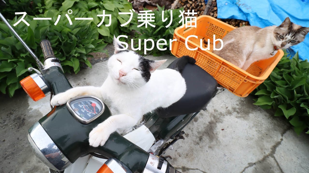スーパーカブ乗りねこ Honda Super Cub 210618 - YouTube