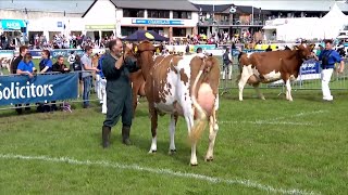 Gwartheg Ayrshire - Buwch mewn llaeth | Ayrshire Cow in milk