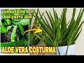 Toprağına Bunu Ekle Aloe Veralar Coşsun Bol Bol Yavru Versin - Aloe Vera Bakımı- Aloe Vera Sulama