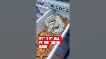 Why is my Ball Python turning BLUE!?