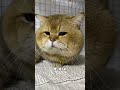 猫猫质疑 我竟觉得很有道理然后打开了一个罐罐 金渐层 猫 治愈猫咪 猫里猫气 我和我的猫 记录猫咪日常 猫咪 蓝金渐层 铲屎官的乐趣 被迫营业的猫猫 猫猫质疑 我竟觉得很有道理然后打开了一个罐罐 金渐层 猫 治愈猫咪 猫里猫气 我和我的猫 记录猫咪日常 猫咪 蓝金渐层 铲屎官的乐趣 被迫营业的猫猫