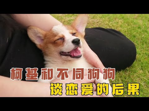 当柯基和不同狗狗恋爱后，生下来的孩子究竟长什么样？