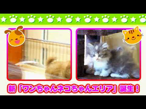 谷美鳥園CM