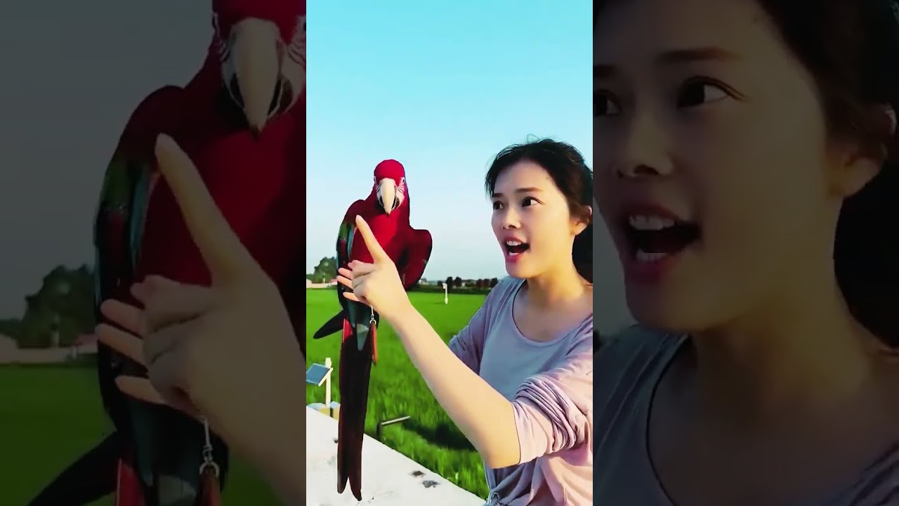 sr parrot birds _ talking bird beautiful - cute parrot birds