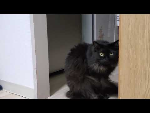 【歌ってみた】白日の元に晒された歌声に我が家の黒猫も衝撃を隠せない！その美声から目を背けるな！！