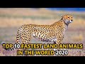 Top 10 Fastest Land Animals in the World 2020