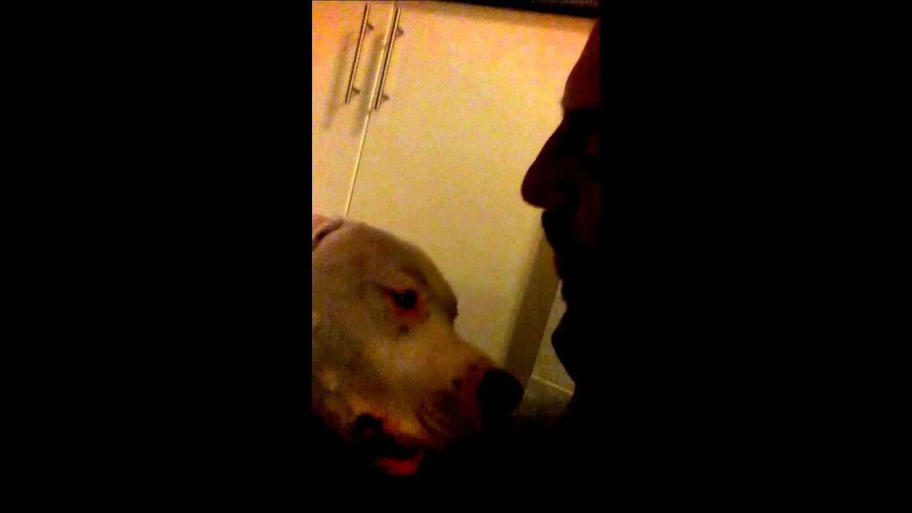 Dogo Argentino eat owner face... Come cara dono - YouTube