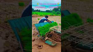 🌾 Ralo rice transplanter 🌾#bestquality #agriculture #1millionviews #bestservice #ricefarming #paddy