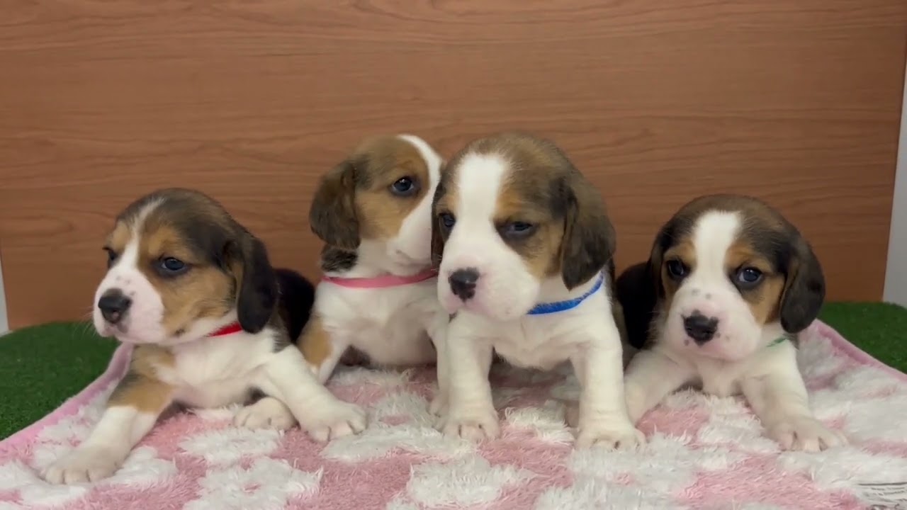ビーグルの子犬（オス♂） 新潟東店｜ペットショップCoo＆RIKU
